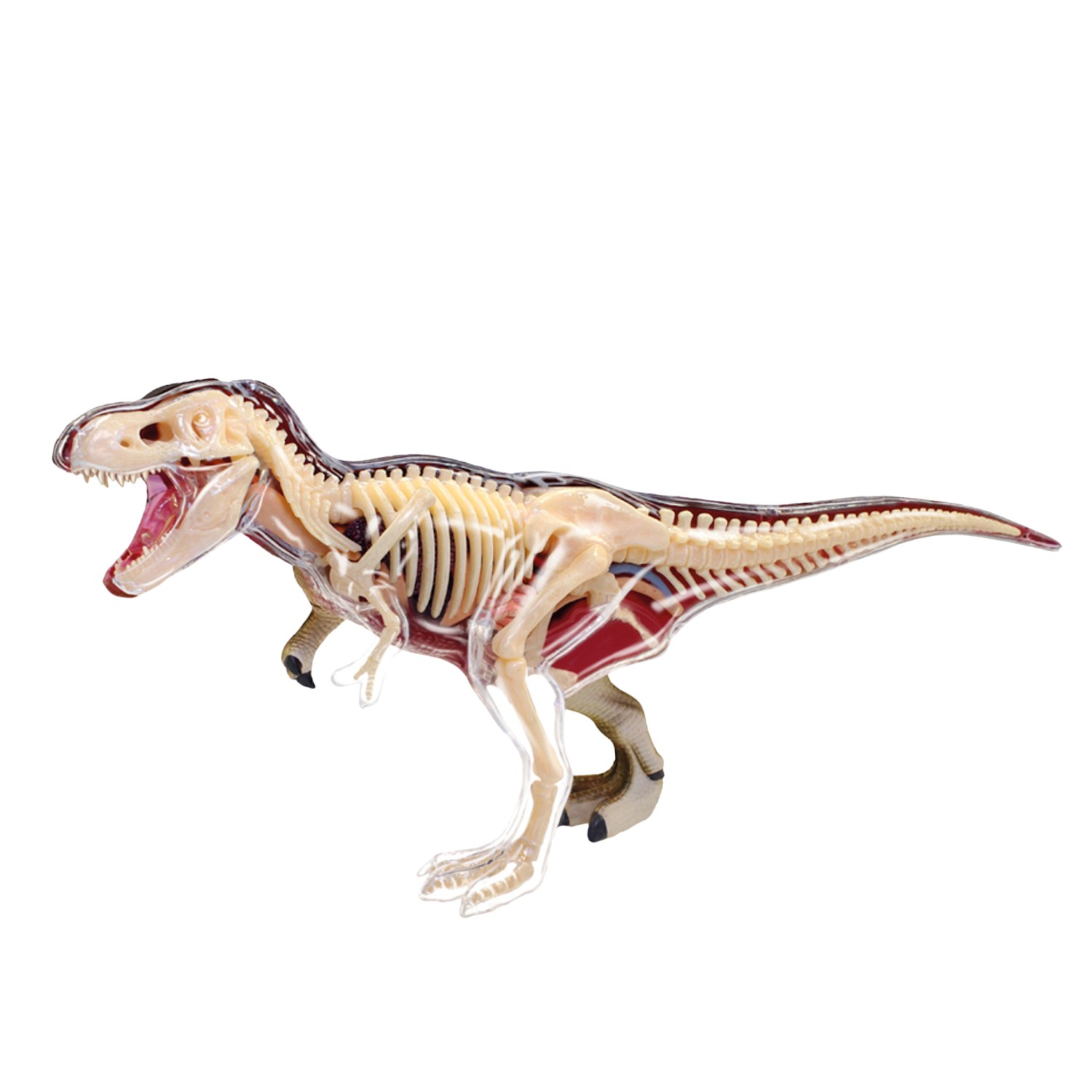 T-Rex Anatomy Model Kits at Wireless Catalog | CAN632